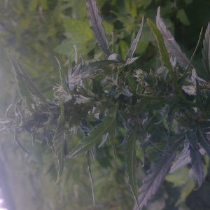 dcc6eedcc77da2b1