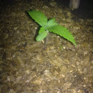 Auto AK-47