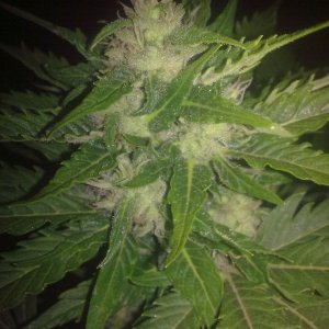 Auto AK-47