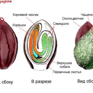 скарифицировать