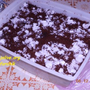 DSCN0459