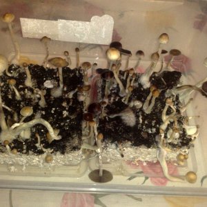 061220111638