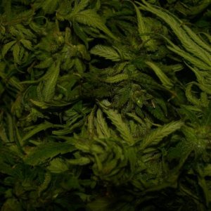 CIMG9165