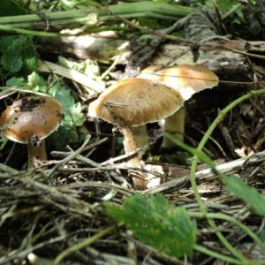 Psylocibe Cubensis Brasil