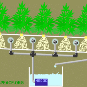 aeroponic