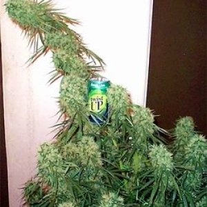 indoor hydro 01