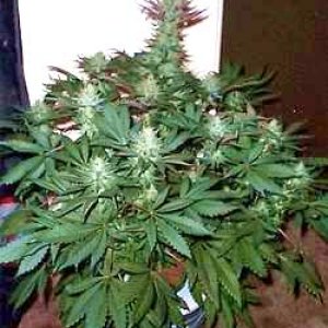 indoor hydro 07