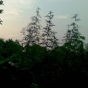 Дикая Sativa. Гдето 3м с хвостиком.