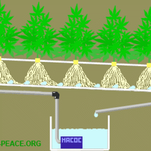 Nft