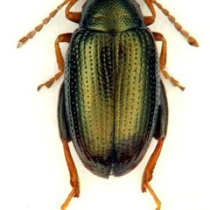 Psylliodes attenuatus