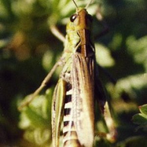 Aeropus sibiricus