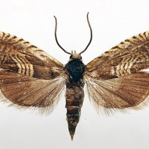 Grapholita delineana
