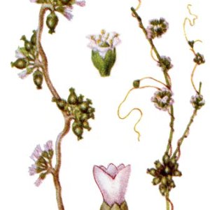 Cuscuta europaea