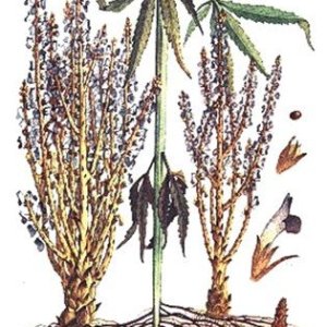 Orobanche ramosa
