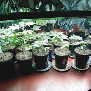 Selecting The perfect clone mother