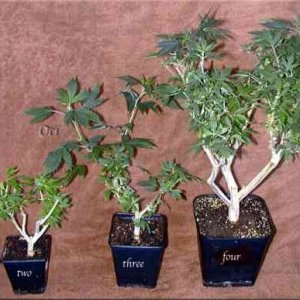 bonsai