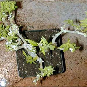 bonsai04