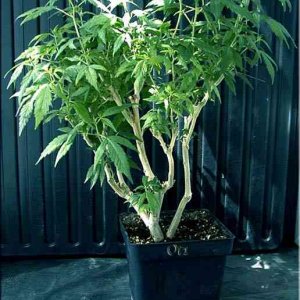 bonsai05
