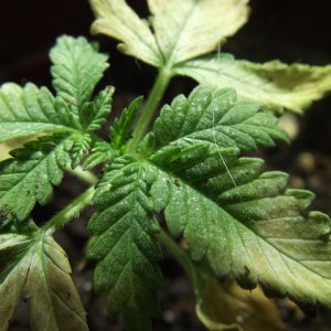 DSCF1158
