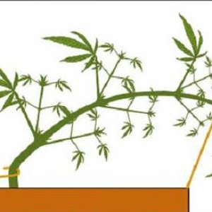 lst2