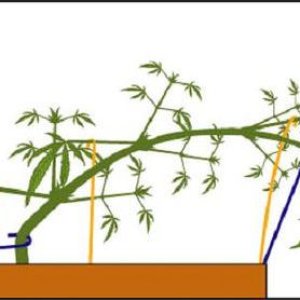 lst3