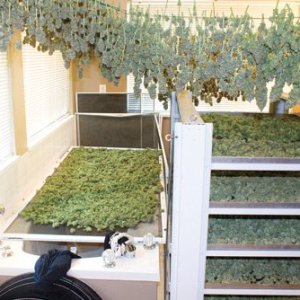 Optimize Your Growing Environment
