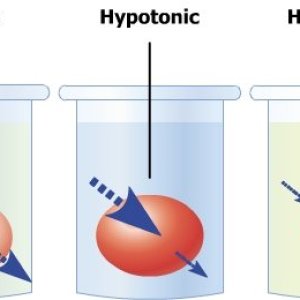 metabolism