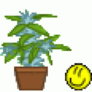 weedbush