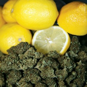 The Mystery Of Lemon 02