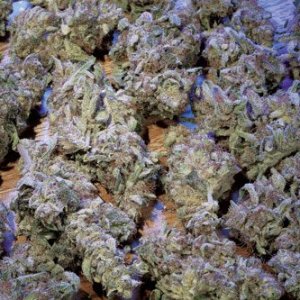 The Story Of Kush 01