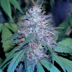 The Story Of Kush 04