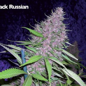 22 011311 black Rus
