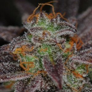 querkle small