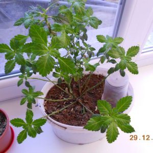 DSCN0474