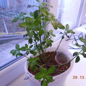 DSCN0475