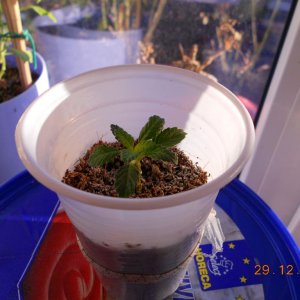 DSCN0477