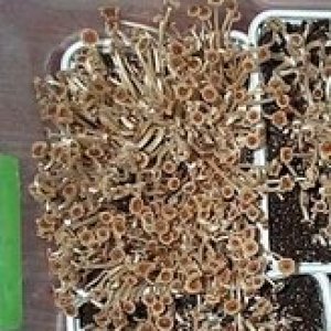 mexicana fruiting small