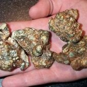 tampa sclerotium small