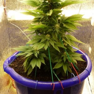 Hashberry