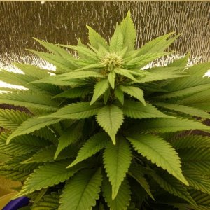 Hashberry