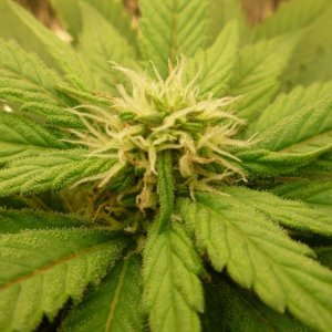 Hashberry
