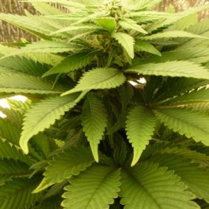 Hashberry