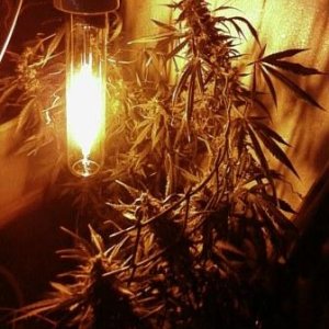 авто АК47 от Grass O Matic