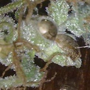 авто АК47 от Grass O Matic