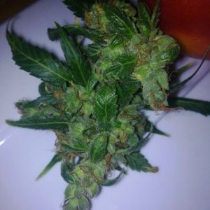 авто АК47 от Grass O Matic