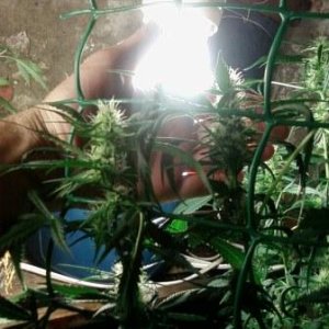 авто АК47 от Grass O Matic