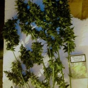 авто АК47 от Grass O Matic