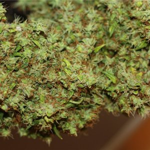 auto Fast Bud