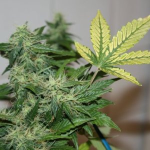 auto Fast Bud