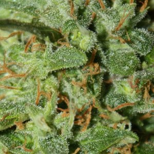 Jack Herrer